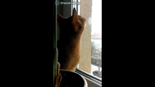 Кот ведёт беседу с птичкой за окном