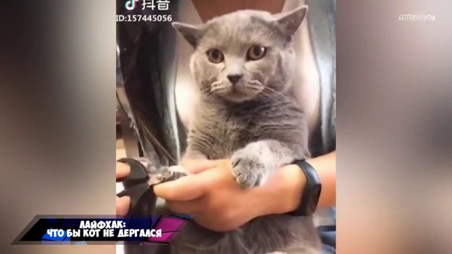 Лучшие приколы Апрель | Best Jokes Compilation #142