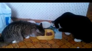 Кот интересно кушает