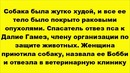 Эту собаку 2 месяца лечили от рака и вот что получилось