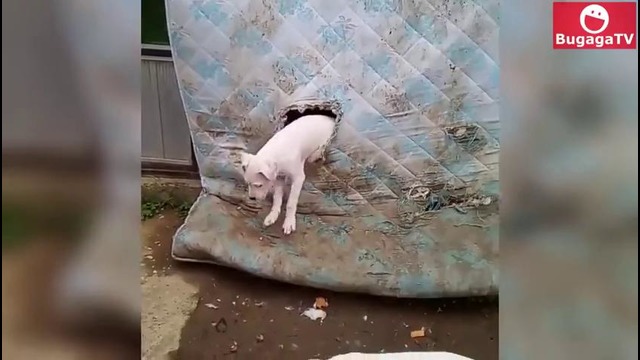 (BugagaTV) Приколы и Фейлы 2017 Июль / Wins & Fails July 2017 (Part 4)