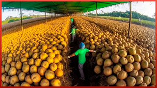 Сбор самого вкусного кокосового масла в мире | Плантация экзотических фруктов UZB/RUS – SUB