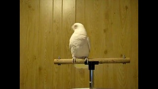 Рок-н-ролльный попугай