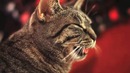 Рок кот / Collective Soul Cat