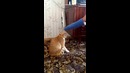 Мстительный кот