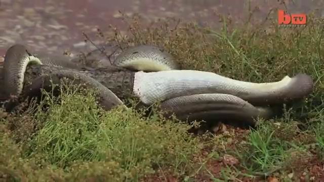 3-метровый австралийский питон заглотил крокодила