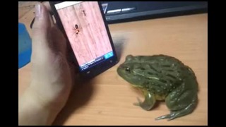 Лягушка играет на телефоне
