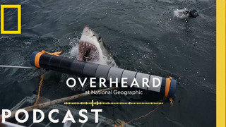 How Sharks Devoured My Career | Podcast | Overheard at National Geographic
