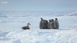 Малыши-пингвины окружили своего собрата, не дав ему стать жертвой буревестника