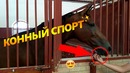 Конный спорт в Узбекистане | Vlog ep.4