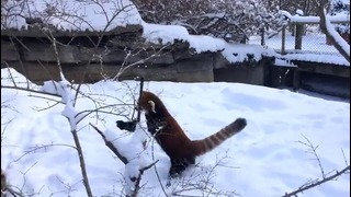 Красные панды играют в выпавшем снегу