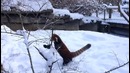 Красные панды играют в выпавшем снегу