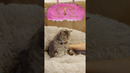 Loudest purr by a cat – 54.59 decibels by Bella Spink