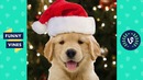 [1 HOUR] TRY NOT TO LAUGH – Best Funny Animals of The YEAR! December 2018