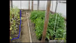 Высадка рассады помидоров
