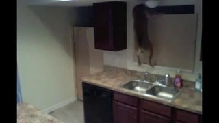 Funny Dog Escapes From Kitchen