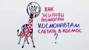 Научпок — Как жирафы помогли космонавтам слетать в космос