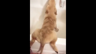 Dog Licks Peanut Butter From Tub #shorts