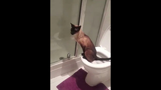 Cat Uses Toilet Like A Person #shorts