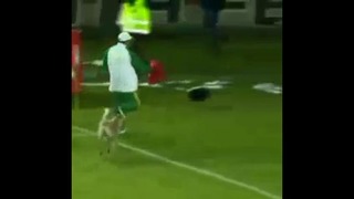Собака прервала футбольный матч)
