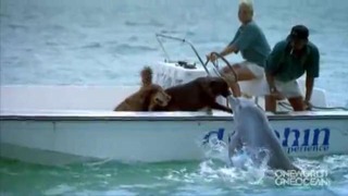Дельфин выпрыгнул из воды, чтобы поцеловать собаку