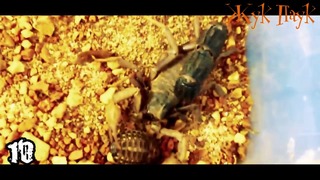 СКОРПИОНЫ – УБИЙЦЫ!. 10 самых опасных скорпионов в мире