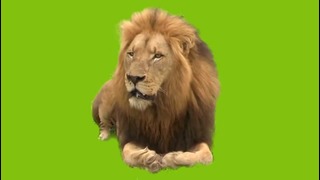 Lion Green Screen (Real Footage) HD