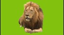 Lion Green Screen (Real Footage) HD
