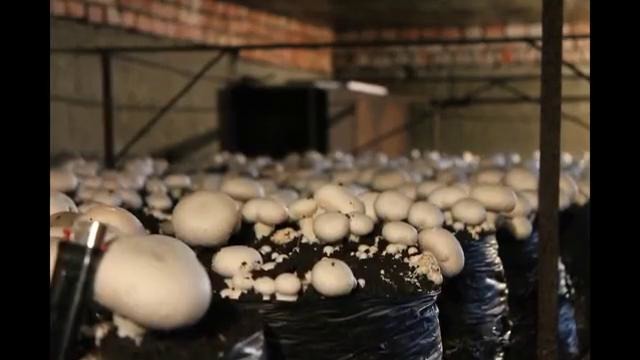 Бешеный урожай грибов за 14 дней