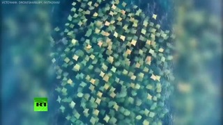 Беспилотник заснял сотни скатов-бычерылов у берегов Австралии