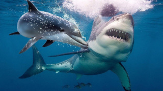 Почему Акулы Боятся Дельфинов