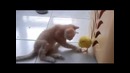 Дружба Кота и цыпленка