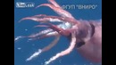 Моряки засняли Гигантского кальмара