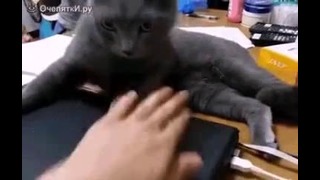 Кот присвоел себе ноутбук
