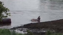Прайд ЛЬВОВ Напал На ЗЕБРУ. Вот Что Было Дальше