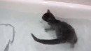 Кот сломал систему