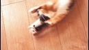 8 лайфхаков для кота