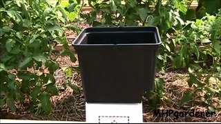 Dutch Bucket Hydroponics – How It Works & How to Make Your Own Buckets