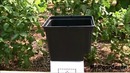 Dutch Bucket Hydroponics – How It Works & How to Make Your Own Buckets