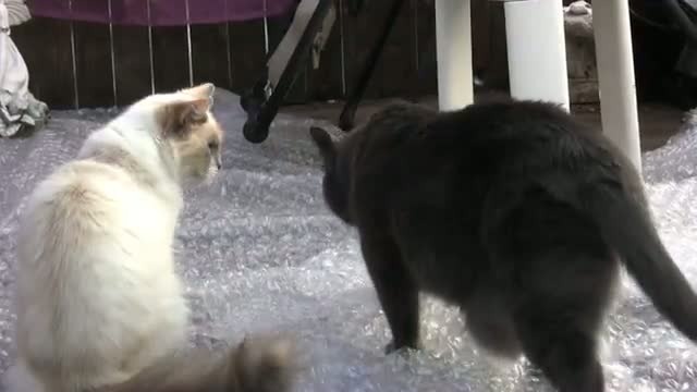 Кошки и пузырчатая пленка