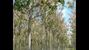 Video «Advantages of Paulownia» (Eng)