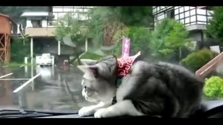 Кот vs дворники
