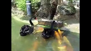 Заботливый лебедь кормит рыбок