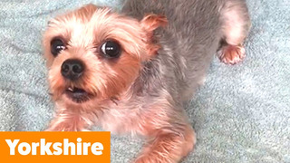 Cutest Yorkshire Terriers | Funny Pet Videos