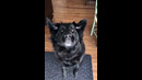 Doggo Destroys Fruit Snack #shorts