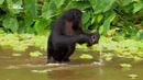 Nat Geo Wild: Невероятная Африка. Последний лес
