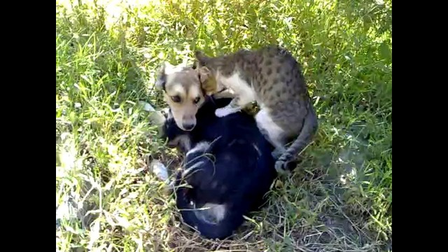 Любовь между котом и псом