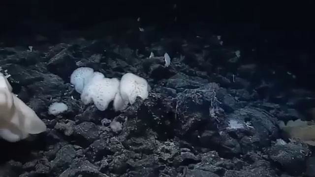 В подводной пещере нашли живую «царь-губку» размером с автомобиль