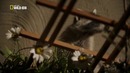 Nat Geo Wild: Нашествие енотов