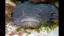10 Самых жутких ЖИВОТНЫХ, которых обожает наука
